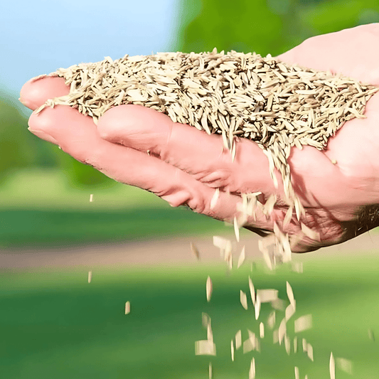 Naturixyβ’οΈEvergreen Dwarf Grass Seed