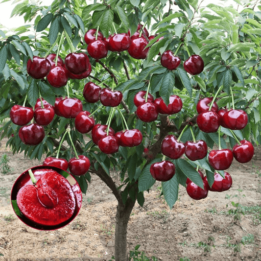 Cherrioxyβ’οΈRainier Cherry Fruit Seeds (100 gms)