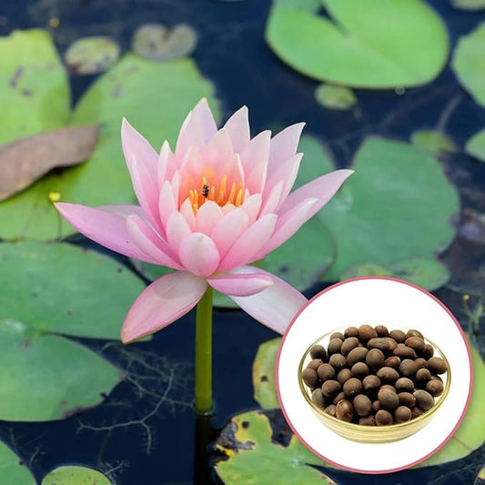 LotusBloomβ’οΈ Seeds